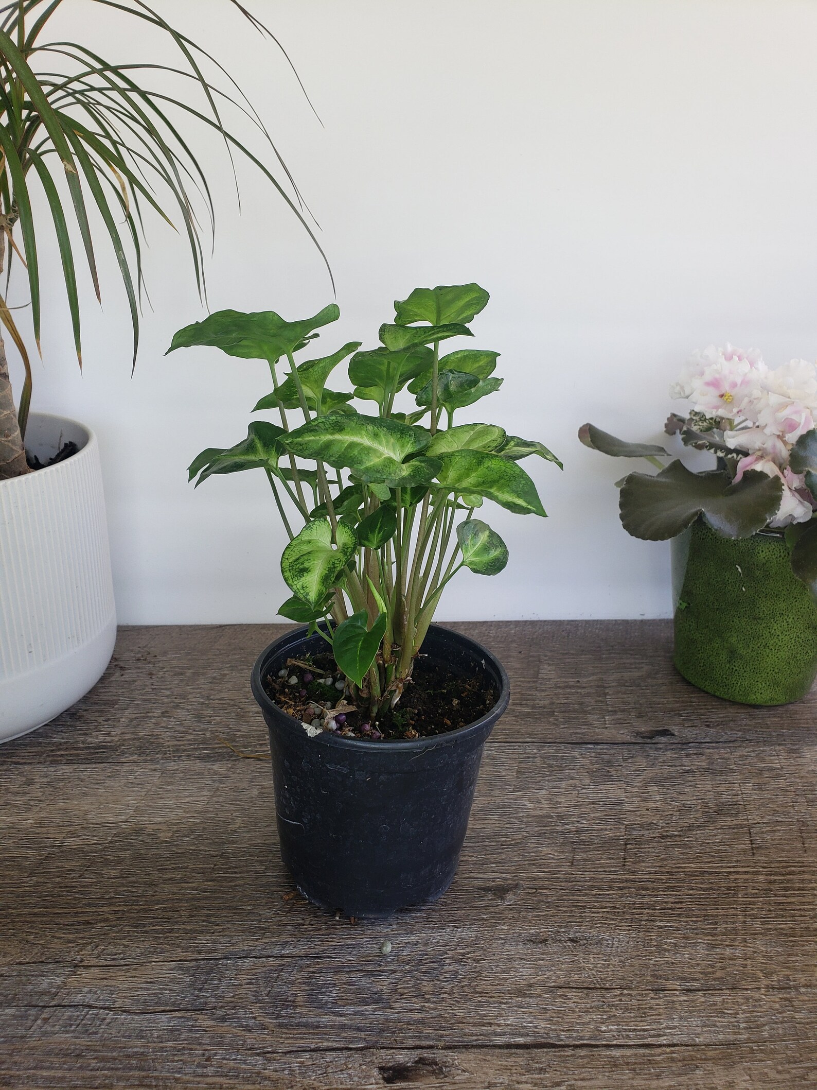 White Vein Syngonium Plant 4 Pot Live Arrowhead Plant Etsy