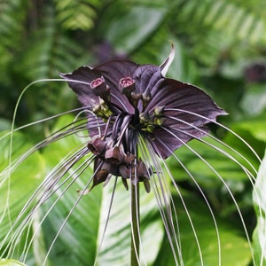 Rare Black Bat Plant (Tacca Integrifolia) - 4&quot; Pot Live Tropical Houseplant - Exotic Indoor Foliage | 2 plants required per order