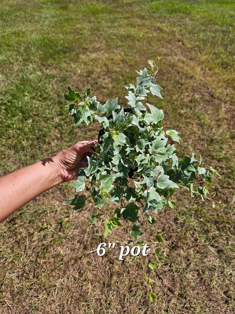 FreshFromGreenhouse English Ivy Plant - Thumbnail 3