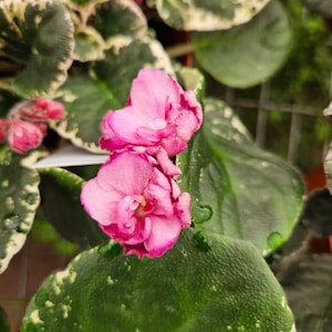 May include: Close-up of two pink African violet flowers with ruffled petals. The flowers are blooming on a green plant with variegated leaves.
