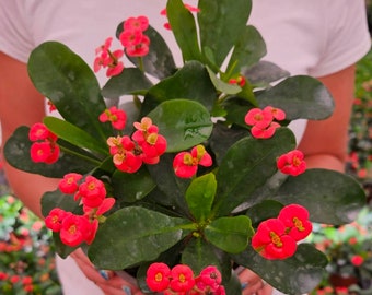 Crown of thorn live plant, red euphorbia milii flowering cactus, full sun outdoor blooming plant | 2 plants required per order