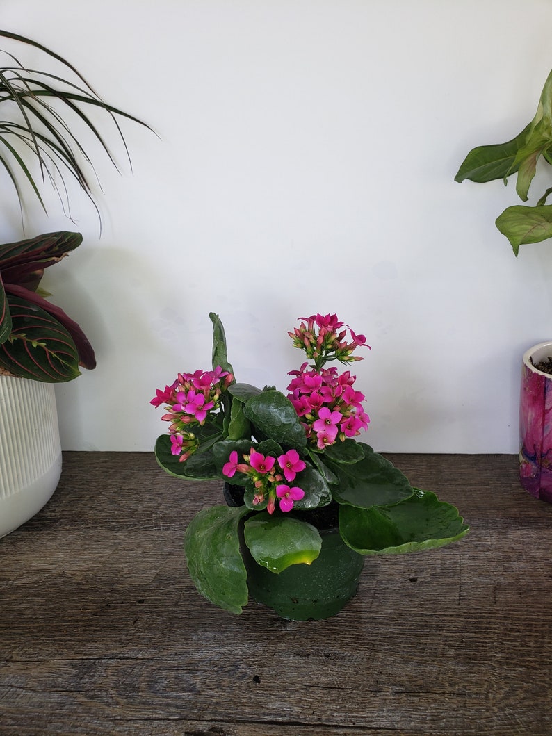 LIVE Blooming Kalanchoe blossfeldiana plant 4.5 pot, flaming katy flowering Kalanchoes, Live potted plant, 2 item minimum on orders image 5