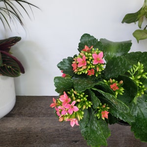 LIVE Blooming Kalanchoe blossfeldiana plant 4.5 pot, flaming katy flowering Kalanchoes, Live potted plant, 2 item minimum on orders image 8