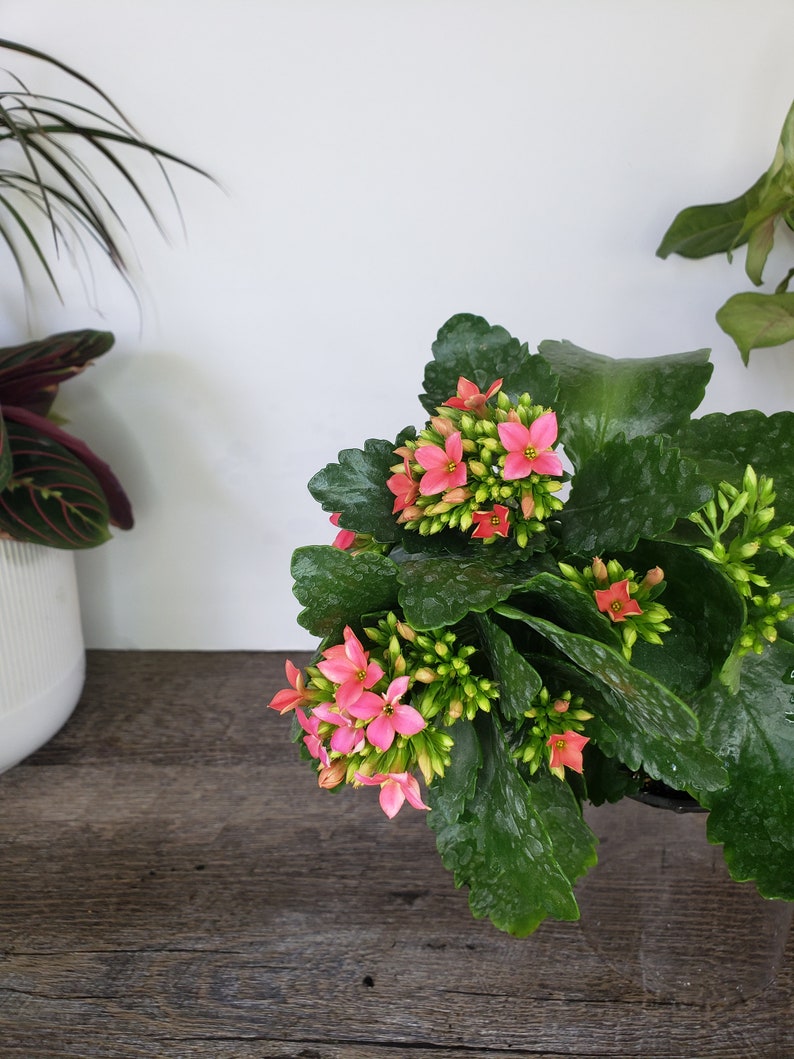 LIVE Blooming Kalanchoe blossfeldiana plant 4.5 pot, flaming katy flowering Kalanchoes, Live potted plant, 2 item minimum on orders image 8