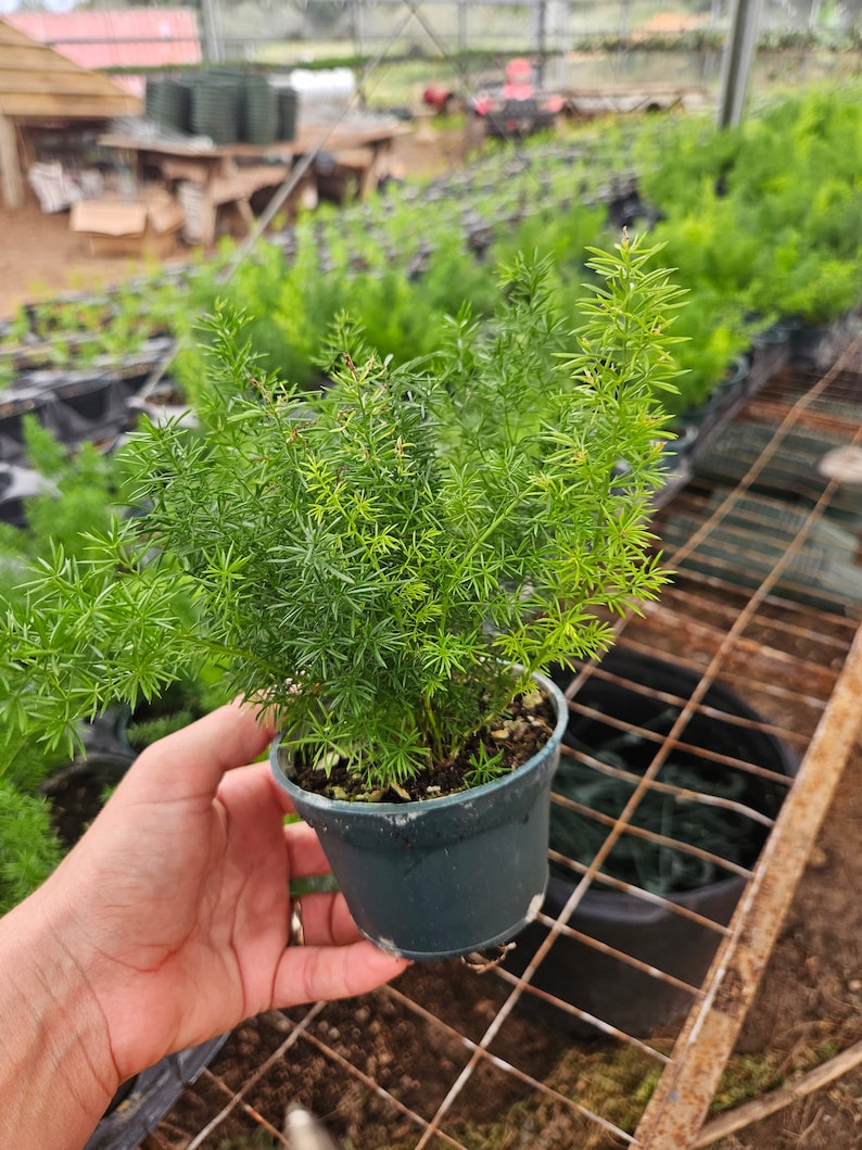 FreshFromGreenhouse Asparagus Sprengeri Fern - Thumbnail 3