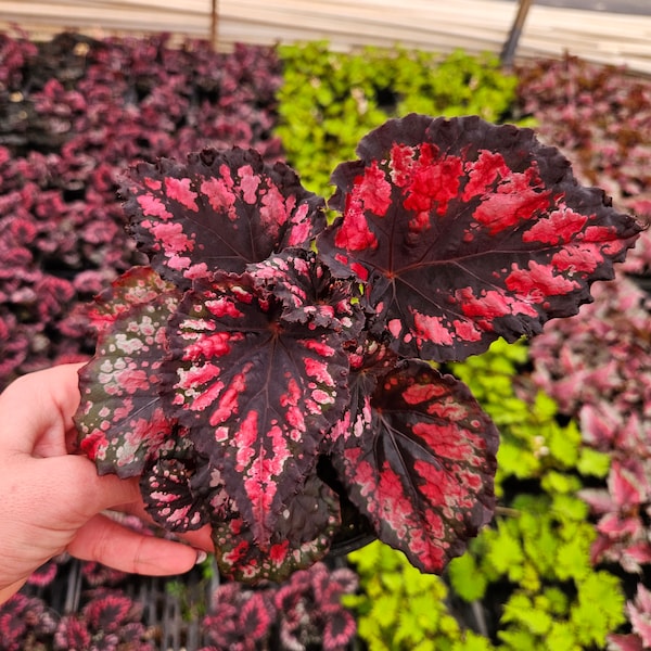 Begonia Rex "Etna/Madagascar" en maceta de 12,7 cm, planta viva roja. Se requieren 2 o más plantas (se pueden combinar).