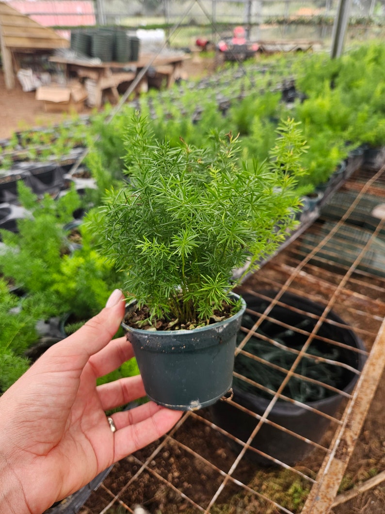 FreshFromGreenhouse Asparagus Sprengeri Fern - Thumbnail 2