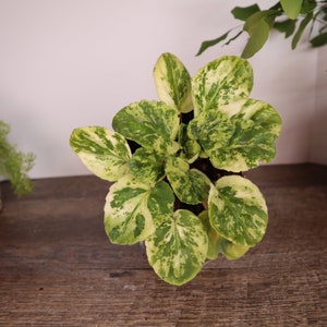 Live African Violet plant, high variegation or low variegation African violet plant 4.5" Violet plant