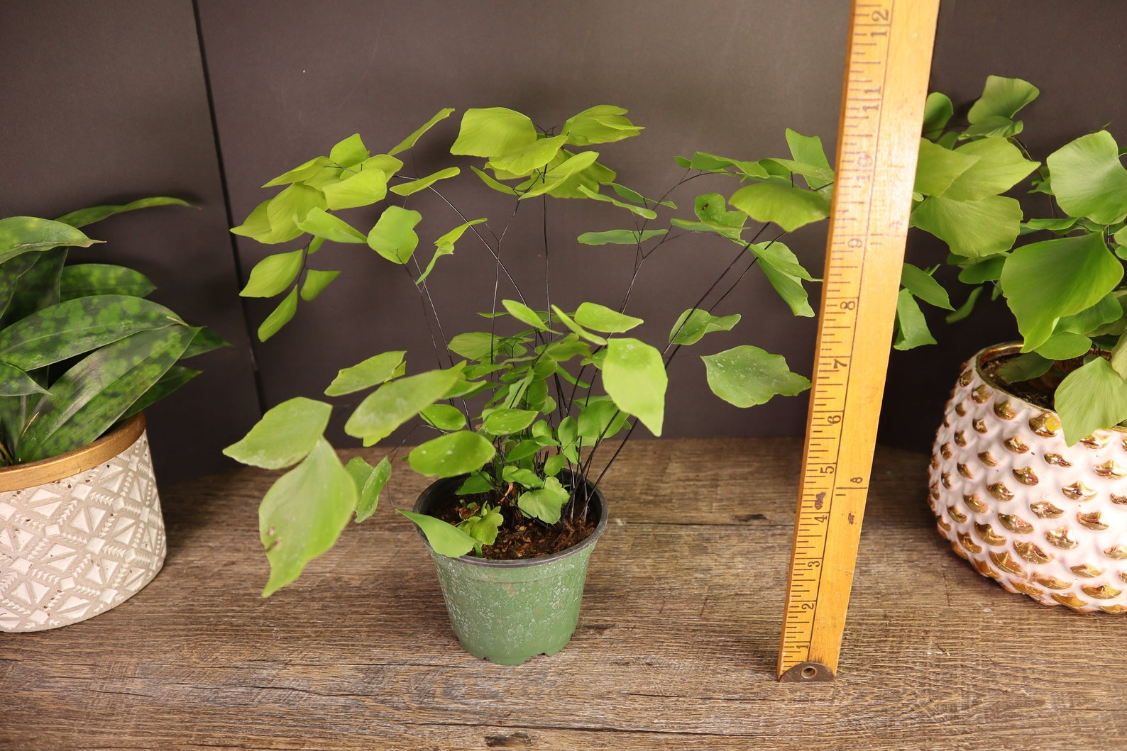 Maidenhair Silver Dollar Fern 4 Large Silver Dollar Etsy