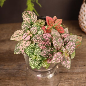 Hypoestes Splash Plant: A potted Hypoestes phyllostachya plant featuring variegated leaves with speckled patterns in shades of light pink, dark pink, red, and white. The plant is housed in a clear glass container with a wide rim and a tapered base.