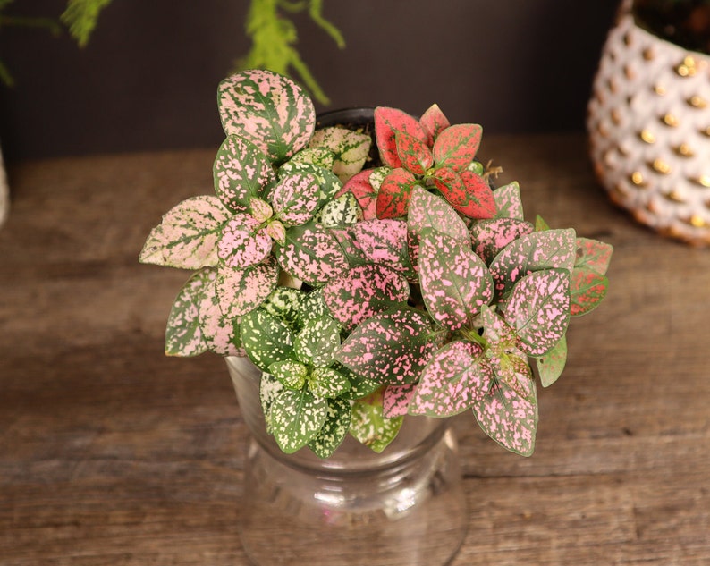 Hypoestes Splash Plant: A potted Hypoestes phyllostachya plant featuring variegated leaves with speckled patterns in shades of light pink, dark pink, red, and white. The plant is housed in a clear glass container with a wide rim and a tapered base.