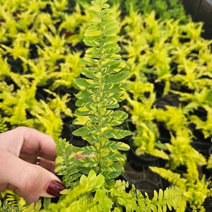 May include: Close-up of a fern frond with alternating green and yellow-gold leaves. The fern is held in front of a background of similar ferns in small black pots. The leaves have a striped pattern, and the overall color palette is vibrant.