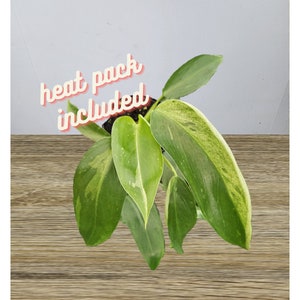 Philodendron Jose Buono live plant in a 4 pot, Variegated philodendron plant 2 plants required per order image 2