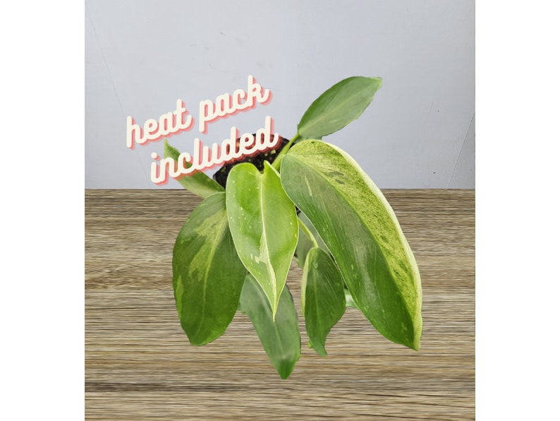 Philodendron Jose Buono live plant in a 4 pot, Variegated philodendron plant 2 plants required per order image 2