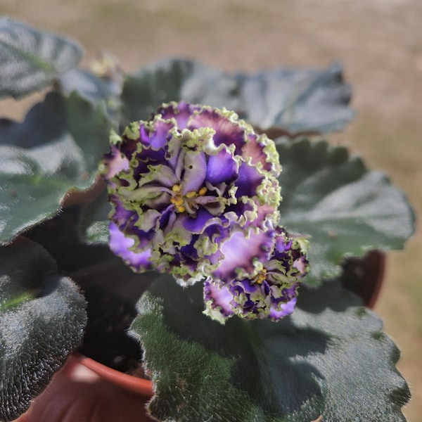 Water Sprite African Violet live plant, young pre-finished starter in a 4" pot | 2 plants required per order |