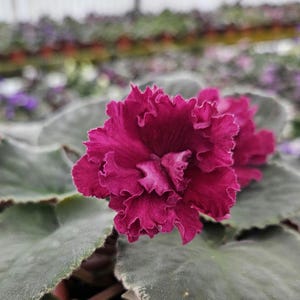 May include: A close-up of a vibrant, deep pink African violet flower with ruffled petals. The flower is in bloom and surrounded by green leaves.