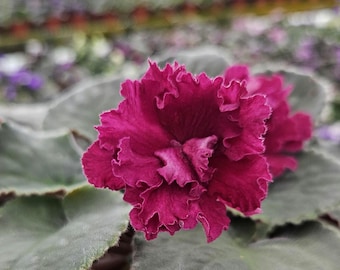 Rare Russian African Violet 'EK Cherry Blizzard' | Red Burgundy