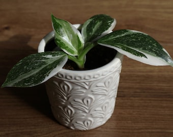 Philodendron White Wizard plant in a 4" pot, Variegated live rare tropical philodendron houseplant 2-Plant Minimum