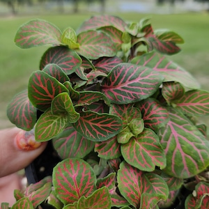 Red Fittonia Plant in a 4&quot; pot –Jade Red Nerve Plant with Red Veins, Easy Care Indoor Plant, Perfect Gift for Plant Lovers, 2 Item Minimum