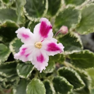 May include: Close-up of an African violet flower with white petals and vibrant magenta spots. The flower's center is a soft yellow. The surrounding leaves are a deep green with creamy white edges, creating a striking contrast.