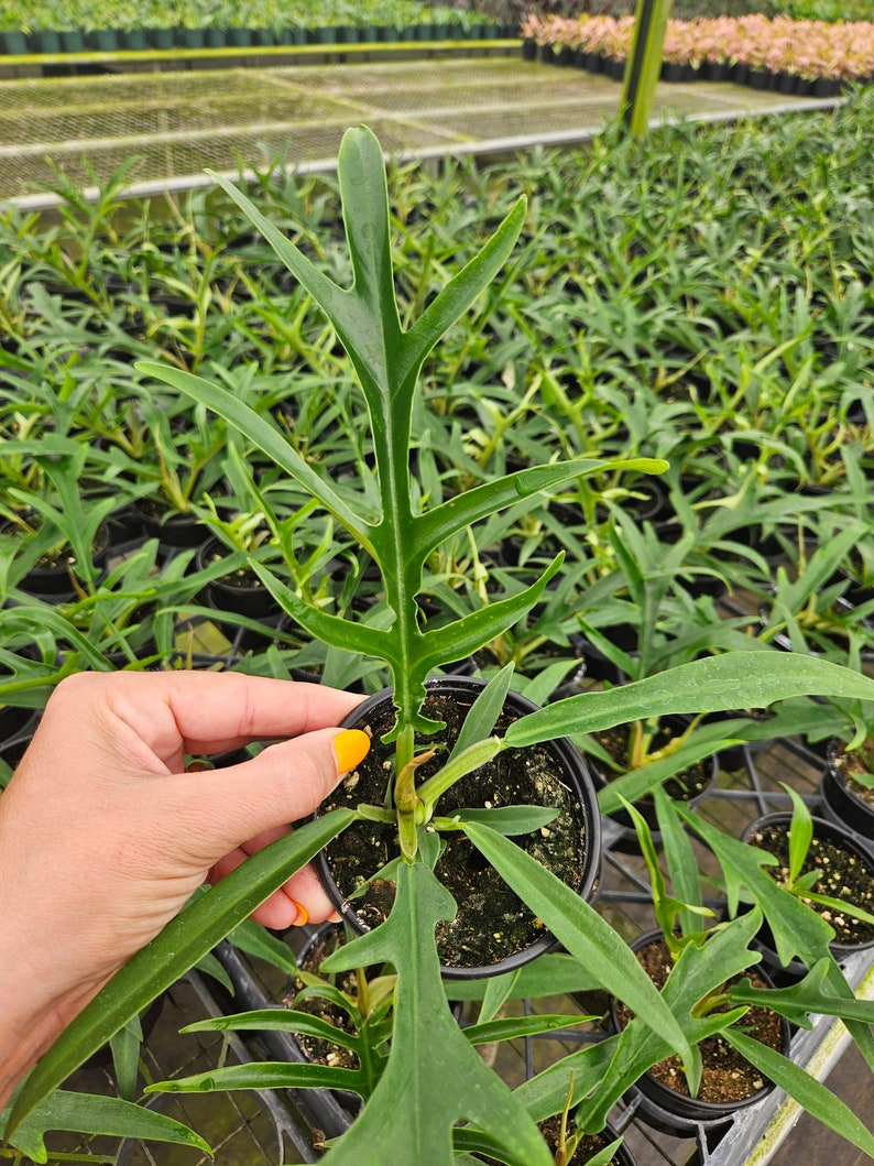 FreshFromGreenhouse Philodendron Tortum - Thumbnail 3