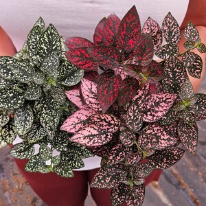 Hypoestes Splash Plant Two polka dot plants with variegated foliage. One plant features dark green leaves with white speckles, while the other displays dark green leaves with vibrant pink and red spots, creating a dense, colorful cluster of patterned leaves.