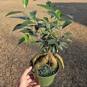 May include: A small bonsai tree in a green pot. The tree has dark green leaves and exposed roots. The pot is held by a hand. The background is a field with trees.