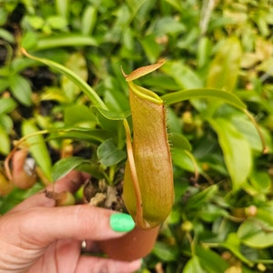 Pitcher plant in a 3&quot; pot, Nepenthes Alata live carnivorous plant  | 2 plants required per order |