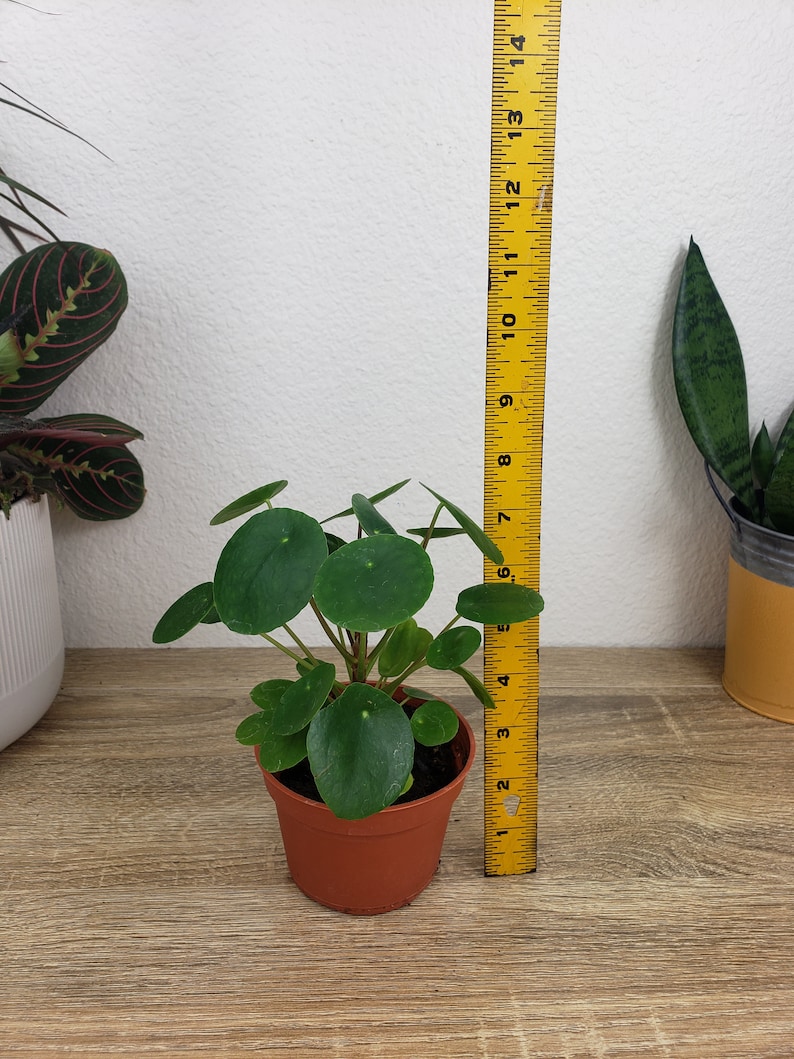 Pilea Peperomioides - Thumbnail 4