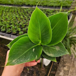 Banana palm plant, Dwarf Banana plant in a 4&quot; pot | 2 plants required per order