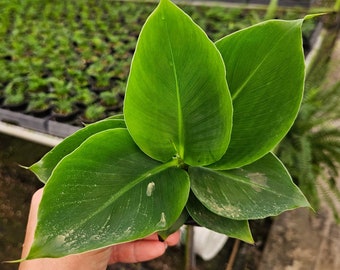 Banana palm plant, Dwarf Banana plang in a 4" pot | 2 plants required per order