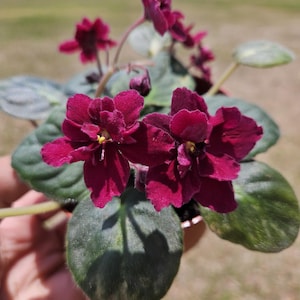 Tomahawk African Violet live plant, young pre-finished starter in a 4" pot | 2 plants required per order |
