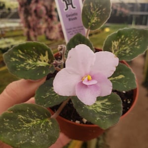 Genetic Blush African Violet live plant, young pre-finished starter in a 4" pot | 2 plants required per order |