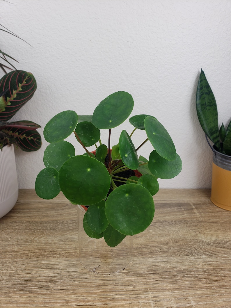 Pilea Peperomioides - Thumbnail 2
