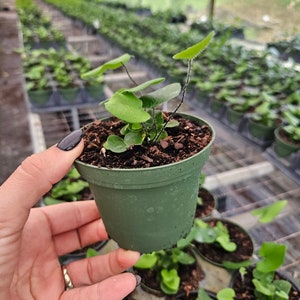 Heart Fern plant, Hemionitis arifolia Heart Fern live plant, starter plant in a 4 pot 2 plants required per order image 4