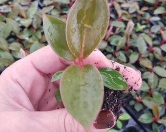 Little apple Philodendron plant 1" plug, little apple philodendron live plant in a 1" starter plug | 2 plants required per order