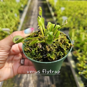 Carnivorous Plant BUNDLE – Choose Any 2 Live Plants in 3” Pots – Venus Flytrap, Sundew, or Pitcher Plant – Unique Gift for Plant Enthusiasts
