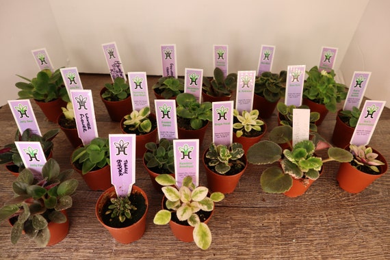 Mini plantas violetas africanas en vivo Bundle 2-10 plantas - Etsy México