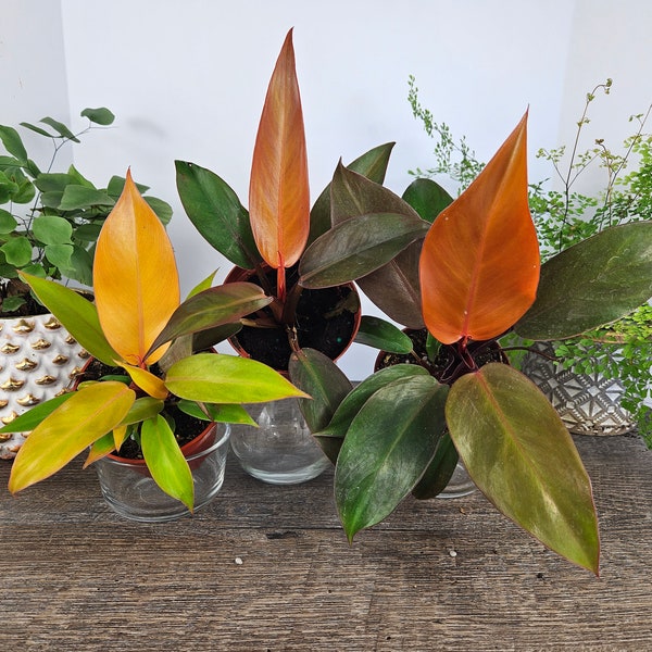 Philodendron Bundle 3 plants, 1 Red Sun, 1 Prince of Orange, 1 McColleys Finale all 4" pots, live Philodendron plants