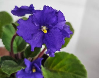 Currently blooming African Violet live plant flowering 4.5" live african violet plant, blooming Violet plant | 2 plants required per order |