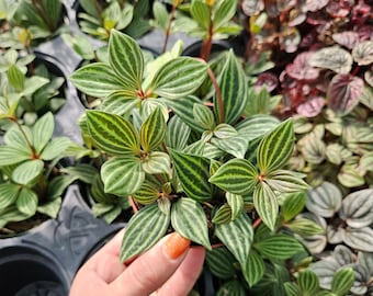 LIVE Peperomia stilts houseplant, puteolata tetragona 4" pot, live indoor tropical plant | 2 plants required per order |