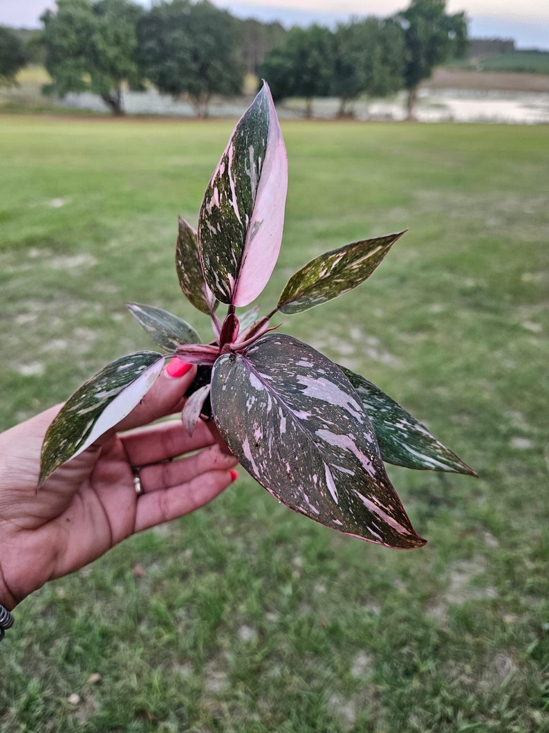 Pink Princess Galaxy Philodendron in a miniature 2 pot variegated philodendron live 2 plants required per order image 1