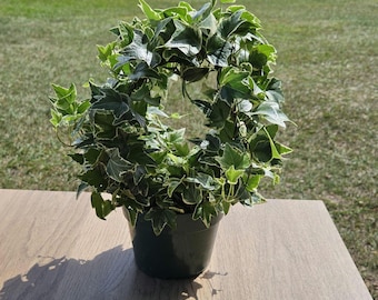 Bird cage English Ivy topiary, live plant grown around a 6" pot, great housewarming gift