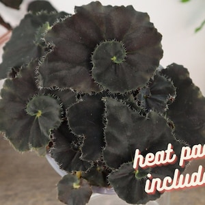 Dark Mambo begonia plant in a 1" starter plug,live plant Black Begonia Rex  | plant lover gift | 2 plants required per order
