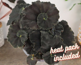 Dark Mambo begonia plant in a 1" starter plug,live plant Black Begonia Rex  | plant lover gift | 2 plants required per order