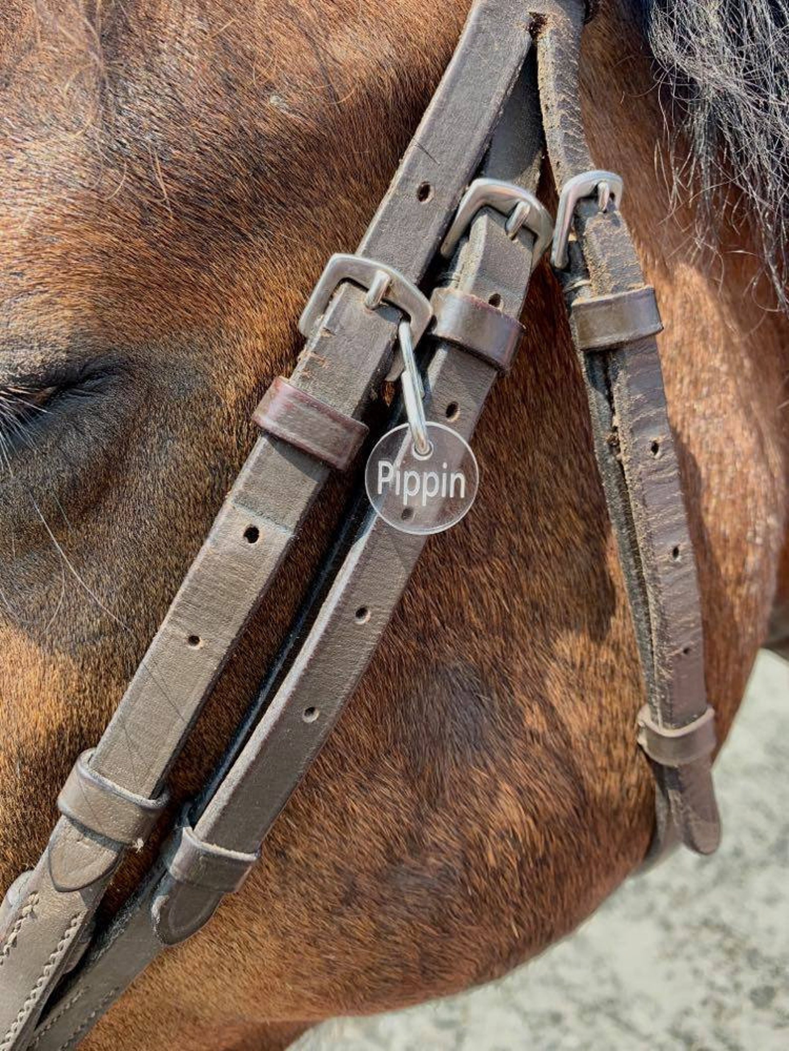 Horse Bridal Halter Tag Circle Etsy