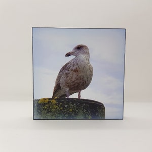 Photo on wood - Seagull 3