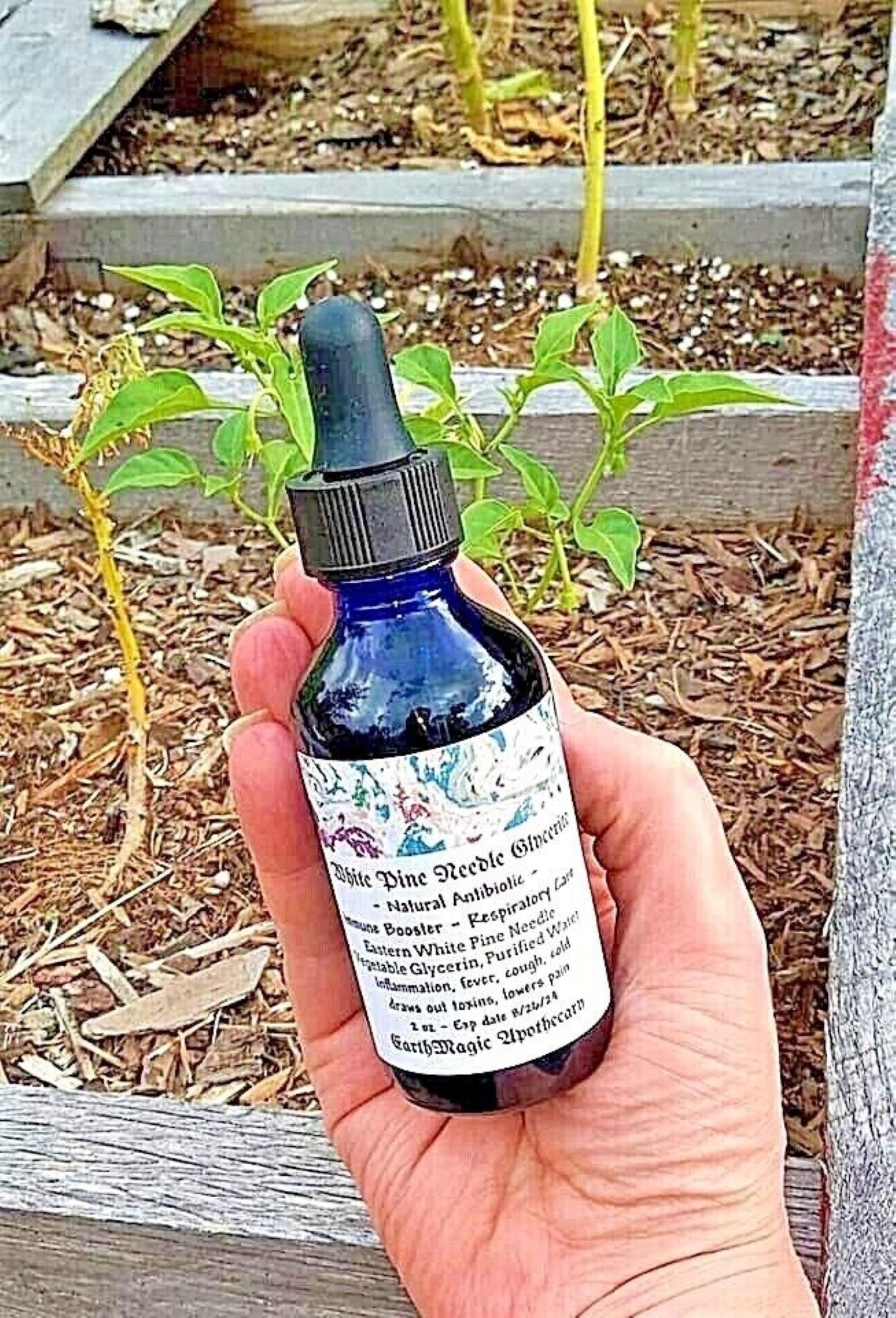 White Pine Needle Tincture Eastern White Pine Glycerite Pine Etsy