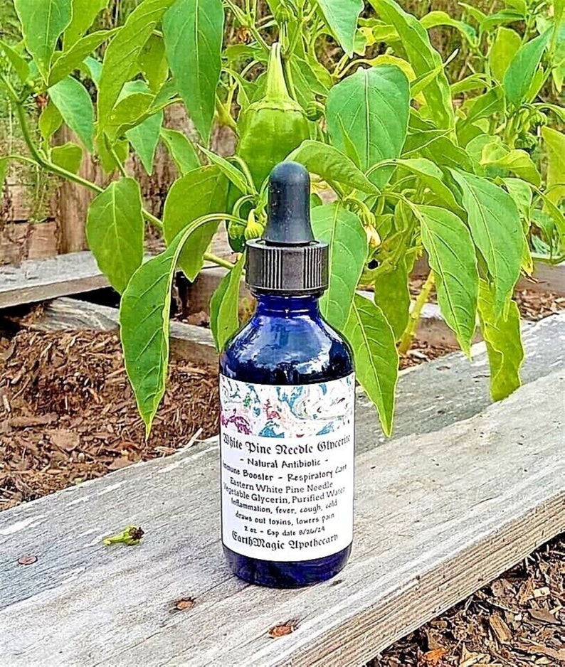 White Pine Needle Tincture Eastern White Pine Glycerite Pine Etsy
