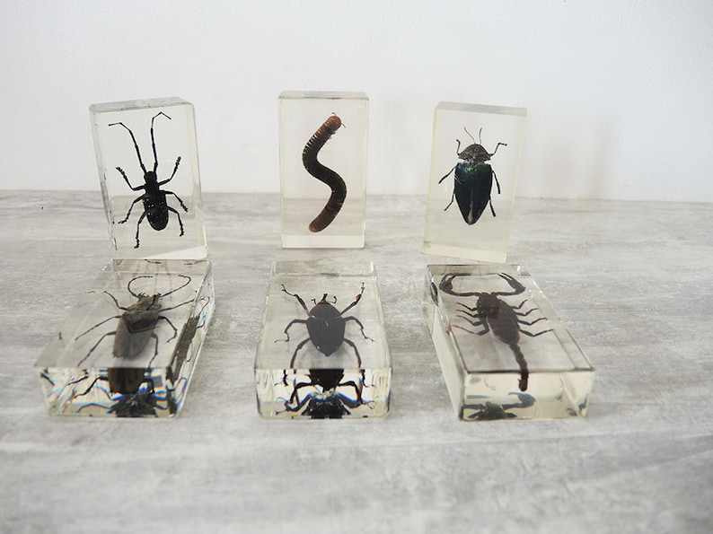 Antique Collection of 15 Genuine Insect Inclusions - Etsy